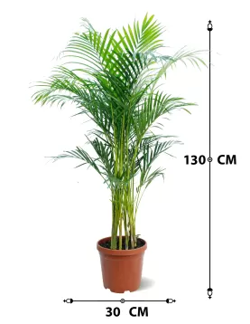 CHRYSALIDOCARPUS (ARECA) POT 30 CM -HIGHT 130 CM