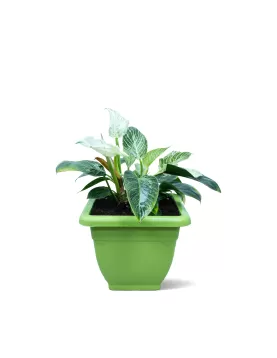 INDOOR PLANT DESIGN (PHILO. BARKIN )