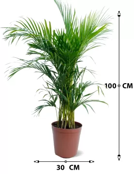 CHRYSALIDOCARPUS (ARECA) POT 30 CM -HIGHT 100 CM