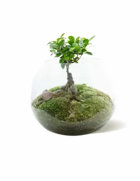 TERRARIUM ROUND GLASS - 30 X 30 CM