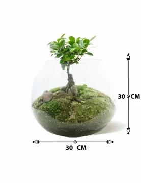 TERRARIUM ROUND GLASS - 30 X 30 CM