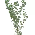 ATRIPLEX- POT 18 CM HEIGHT 60 CM