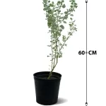 ATRIPLEX- POT 18 CM HEIGHT 60 CM