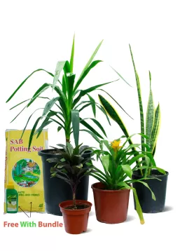 INDOOR BUNDLE OFFER 36 WITH FREE POTTING SOIL  AND POKON