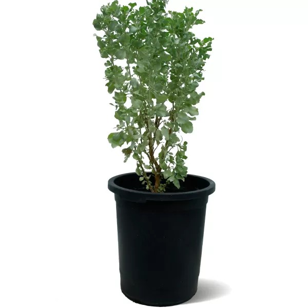 ATRIPLEX- POT 30 CM HEIGHT 80 CM