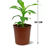 CANNA INDICA -POT 18 CM HEIGHT 50 CM