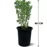 ATRIPLEX- POT 30 CM HEIGHT 80 CM