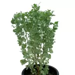 ATRIPLEX- POT 30 CM HEIGHT 80 CM