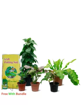 INDOOR BUNDLE OFFER 37 WITH FREE POTTING SOIL AND POKON