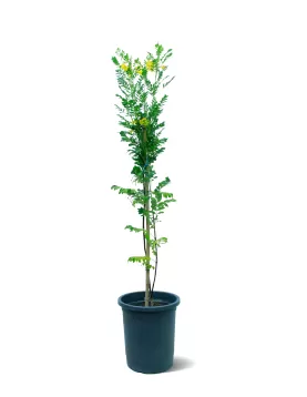 STENOLOBIUM ALTUM POT 30 CM HEIGHT 140 CM