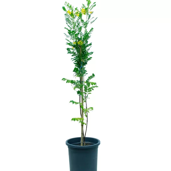 STENOLOBIUM ALTUM POT 30 CM HEIGHT 140 CM