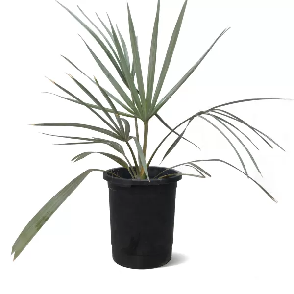 BISMARKIA-POT 28 CM HEIGHT 90 CM