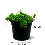 NANA MINT 3PP -POT 25 CM HEIGHT 30 CM