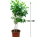 HIBSCUS -POT 40 CM HEIGHT 150 CM