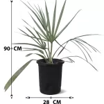 BISMARKIA-POT 28 CM HEIGHT 90 CM