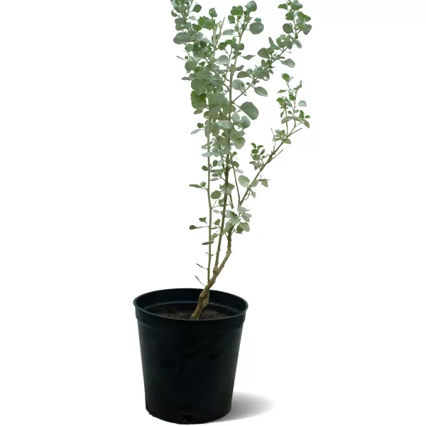 ATRIPLEX- POT 18 CM HEIGHT 60 CM