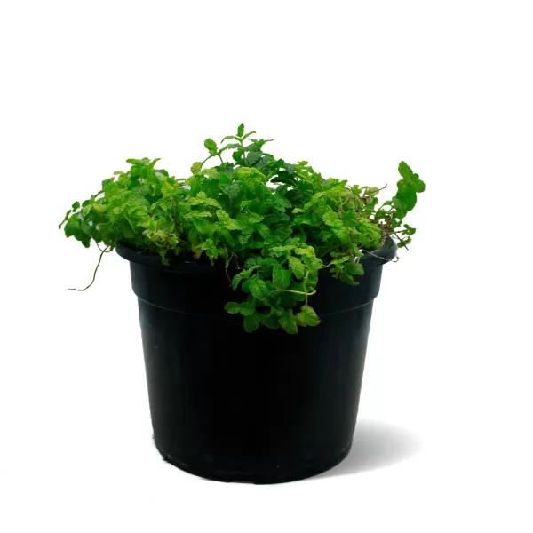 NANA MINT 3PP -POT 25 CM HEIGHT 30 CM