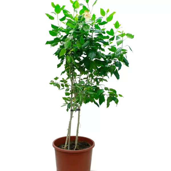 HIBSCUS -POT 40 CM HEIGHT 150 CM