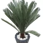 INDOOR PLANT DESIGN (ARTIFICIAL SAGOCYCAS ) POT 35 CM HEIGHT 130 CM