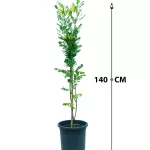 STENOLOBIUM ALTUM POT 30 CM HEIGHT 140 CM