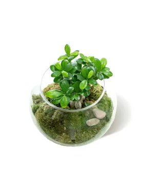 TERRARIUM ROUND GLASS - 30 X 30 CM