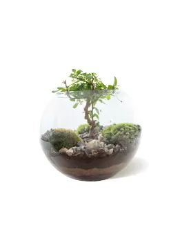 TERRARIUM ROUND GLASS - 25 X 25 CM