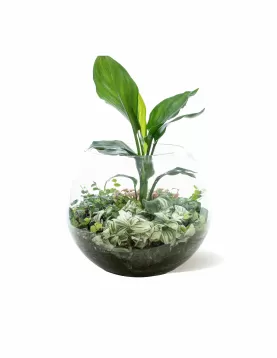 TERRARIUM ROUND GLASS - 30 X 30 CM