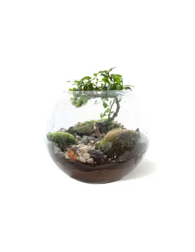 TERRARIUM ROUND GLASS - 25 X 25 CM