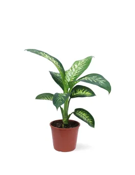 DIFFENBACHIA TROPIC SNOW  POT 18CM HEIGHT 50CM