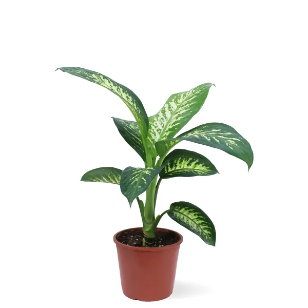 DIFFENBACHIA TROPIC SNOW  POT 18CM HEIGHT 50CM