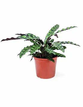 CALATHEA MARANTA LEUCONEUR-POT 18CM HEIGHT 40CM