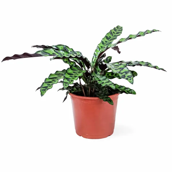 CALATHEA MARANTA LEUCONEUR-POT 18CM HEIGHT 40CM
