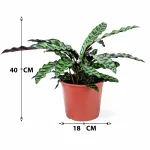 CALATHEA MARANTA LEUCONEUR-POT 18CM HEIGHT 40CM
