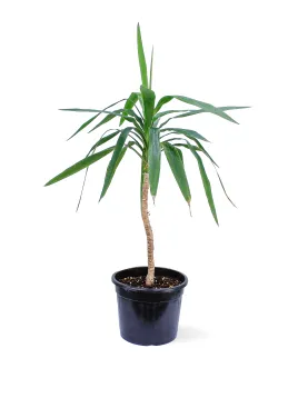 YUCCA HEAD LONG POT 25CM HEIGHT 80CM