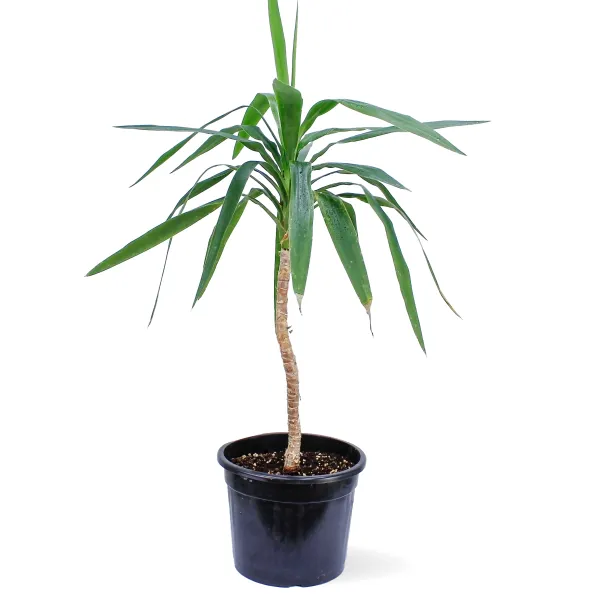 YUCCA HEAD LONG POT 25CM HEIGHT 80CM