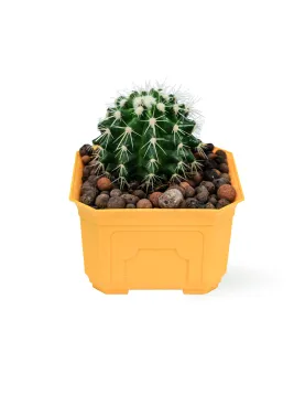 CACTUS - YELLOW POT 12CM HEIGHT 18CM
