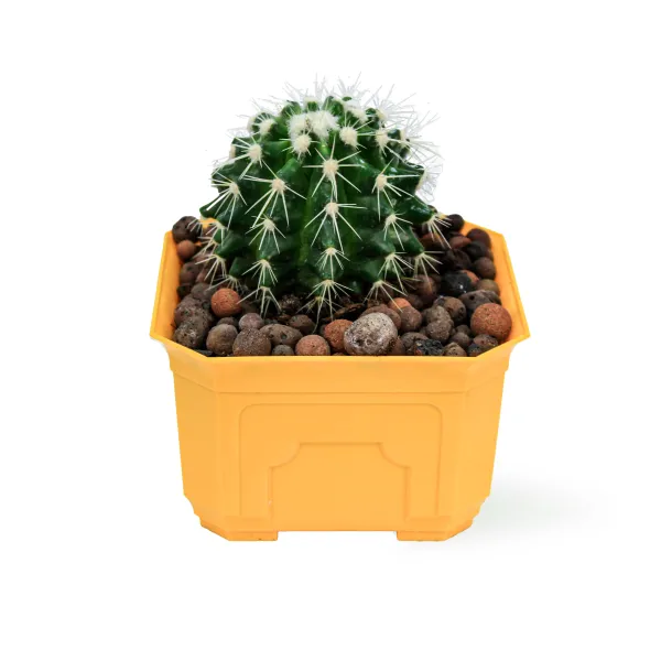 CACTUS - YELLOW POT 12CM HEIGHT 18CM