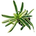 NIDULARIUM VARIGATED POT 14CM HEIGHT 25CM