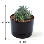 HAWORTHIA - POT 16 CM HEIGHT 22 CM