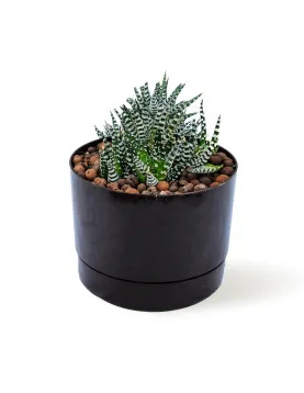 HAWORTHIA - POT 16 CM HEIGHT 22 CM