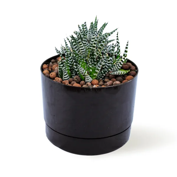 HAWORTHIA - POT 16 CM HEIGHT 22 CM