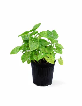 SYNGONIUM GREEN POT 19CM HEIGHT 50CM