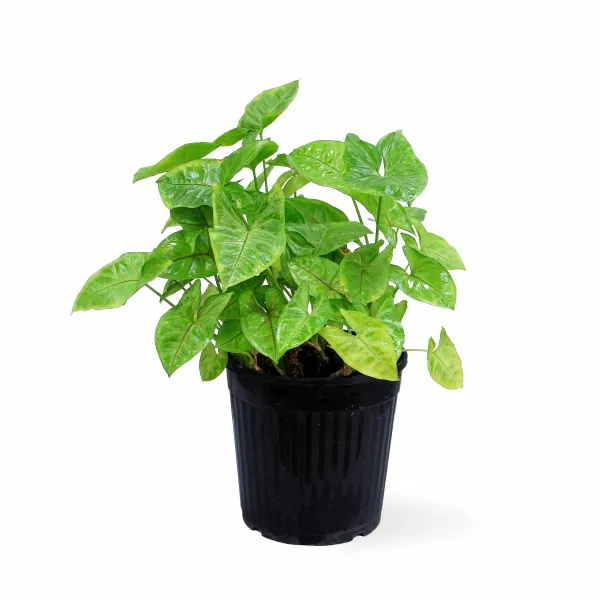 SYNGONIUM GREEN POT 19CM HEIGHT 50CM