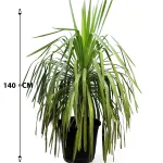 YUCCA RECURVIFOLI POT 50CM , HEIGHT 140CM