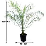 PHOENIX ROEBELENI -POT 18CM HEIGHT 100CM