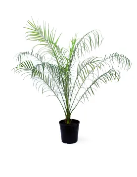 PHOENIX ROEBELENI -POT 18CM HEIGHT 100CM