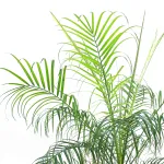 PHOENIX ROEBELENI -POT 30CM HEIGHT 100CM