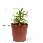 DRACAENA SONG OF INDIA POT 18CM - HEIGHT 40CM