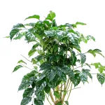 RADERMACHERA POT 30CM HEIGHT 100CM
