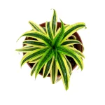 DRACAENA SONG OF INDIA POT 18CM - HEIGHT 40CM